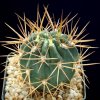 Gymnocalycium_variiflorum